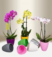 орхидея - Получить цветы в Праге